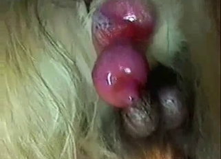 Cute-looking pink hard dick of a horse
