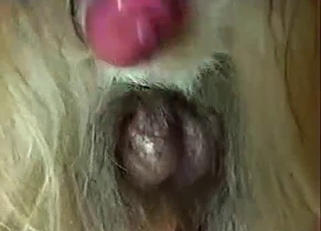 Cute-looking pink hard dick of a horse