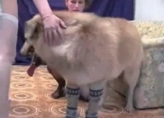 Sexy trained retriever and his owner