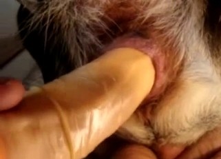 Owner stick a dildo in his animal ass