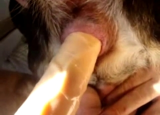 Owner stick a dildo in his animal ass