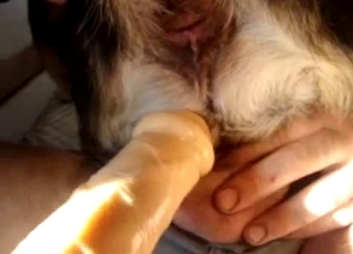Owner stick a dildo in his animal ass