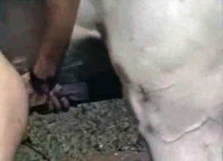 Sexy white stallion and amazing babes