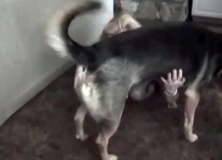 Awesome dog fucked a tight wet hole