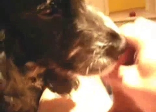 Dog licks my dick with pleasure and love