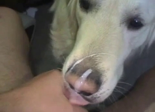 Cute white doggy and my massive boner