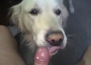 Cute white doggy and my massive boner