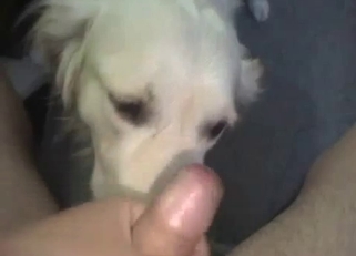 Cute white doggy and my massive boner