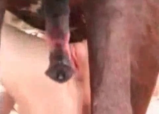 Stunning brown horse nicely fucked her cunt