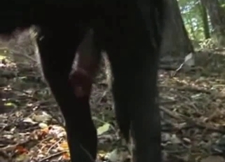 Dude is fucking with his trained animal