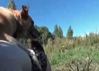 Awesome dog enjoys filthy banging