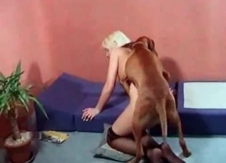 Brown doggy fucked a slender blonde