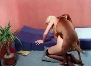 Brown doggy fucked a slender blonde