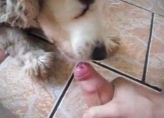 Trained doggy and hot chick play in game