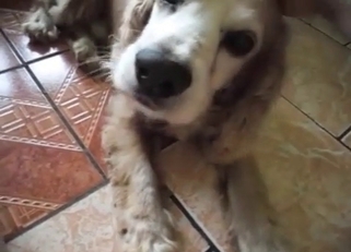 Trained doggy and hot chick play in game