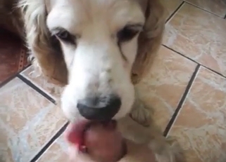 Trained doggy and hot chick play in game