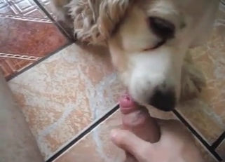 Trained doggy and hot chick play in game