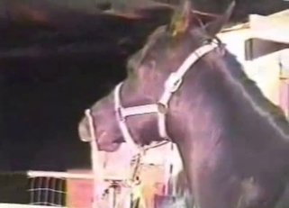 Crazy sex of two amazing stallions