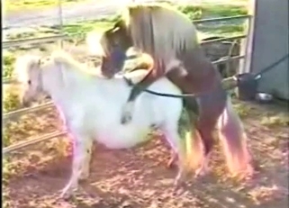 Horses are trying hard to fuck