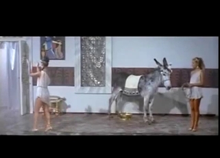 Horses are trying hard to fuck