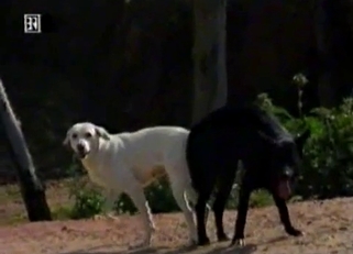 Horses are trying hard to fuck