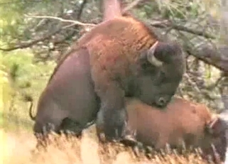 Horses are trying hard to fuck