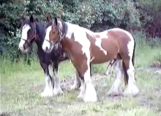 Horses are trying hard to fuck