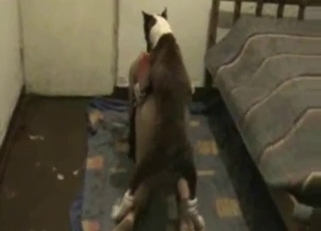 Trained doggy knows how to fuck her hole