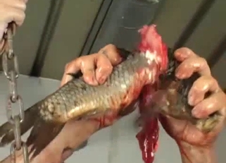 Brutal and filthy Japanese fish bestiality
