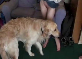 Golden labrador fucked her snatch with love