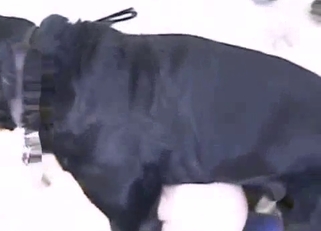 Black dog pounds her hole from behind