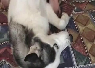 White dog nicely drilled in amateur XXX