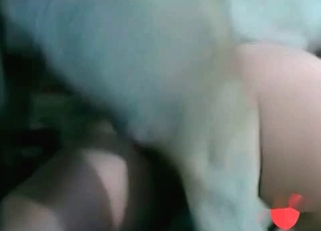 Sexy chick is sucking her doggy's dick