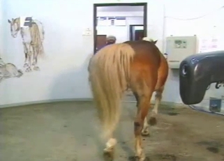 Horse has a very massive and long dick