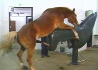 Horse has a very massive and long dick