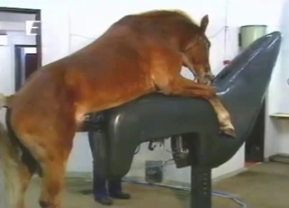 Horse has a very massive and long dick