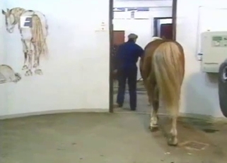 Horse has a very massive and long dick