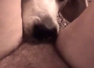 Doggy licks my wide-opened snatch
