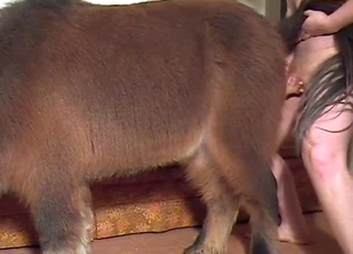 Cumming on the hairs of a hot stallion