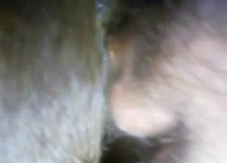 Disgusting bestiality sex with farm horse