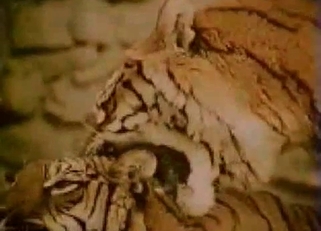 Sexy tigers have amazing sex action