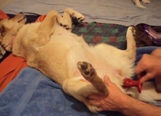 Preparing my doggy for nasty bestiality XXX
