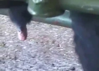 Farmer takes care of his lovely black cow