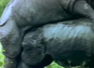 Black rhinos have amazing bestial sex