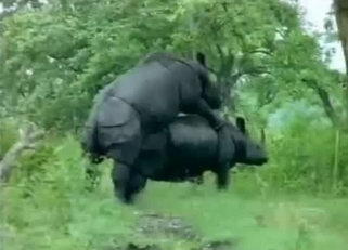 Black rhinos have amazing bestial sex