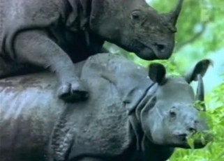 Black rhinos have amazing bestial sex