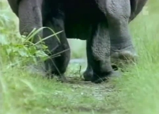 Black rhinos have amazing bestial sex
