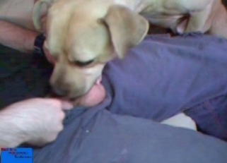Smiling doggy is licking my hard dick