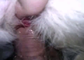 White animal ass fucked in doggy style
