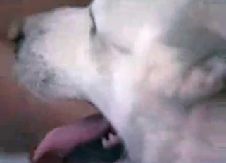 Gorgeous doggy fucked a wet hole